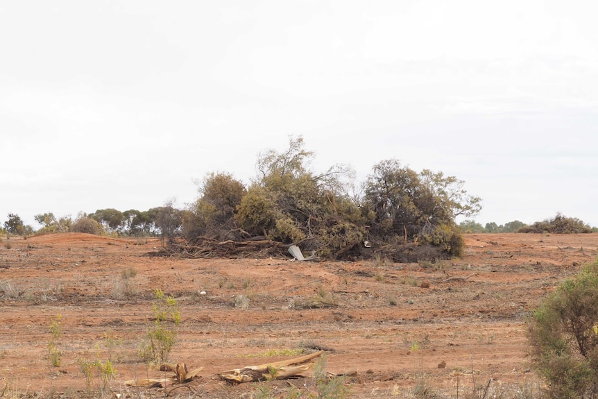 Mallee Cliffs land clearing