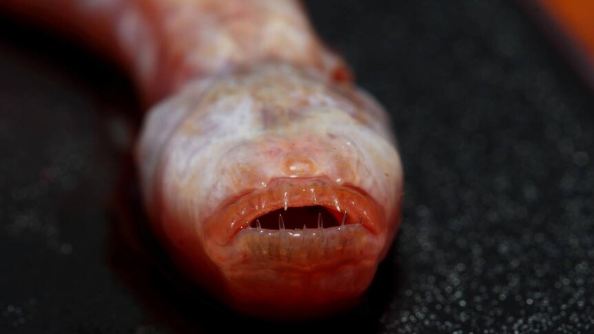 Freaky fish caught in Northern Territory is called a worm goby, rarely seen  by people - ABC News