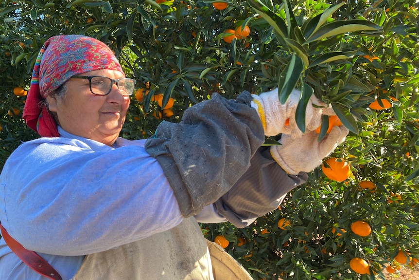 A woman with a red and blue head scarf and glasses is reaching to pick a mandarin off a tree.