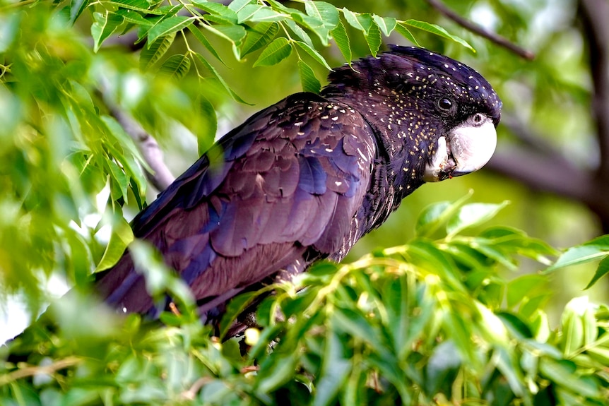 A black cockatoo with yellow spots sitting in a green tree