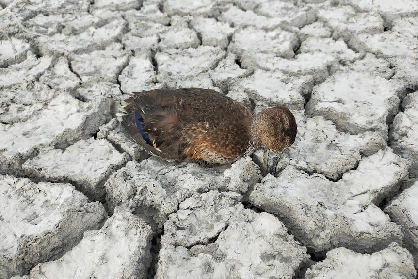 A lays dead on top of cracked mud.