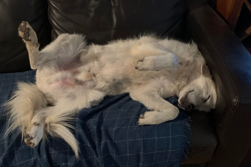 A white dog lies on a couch on his back