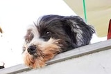 A small grey and white dog sits in the front cockpit of a green aircraft with a man in the cockpit behind him.