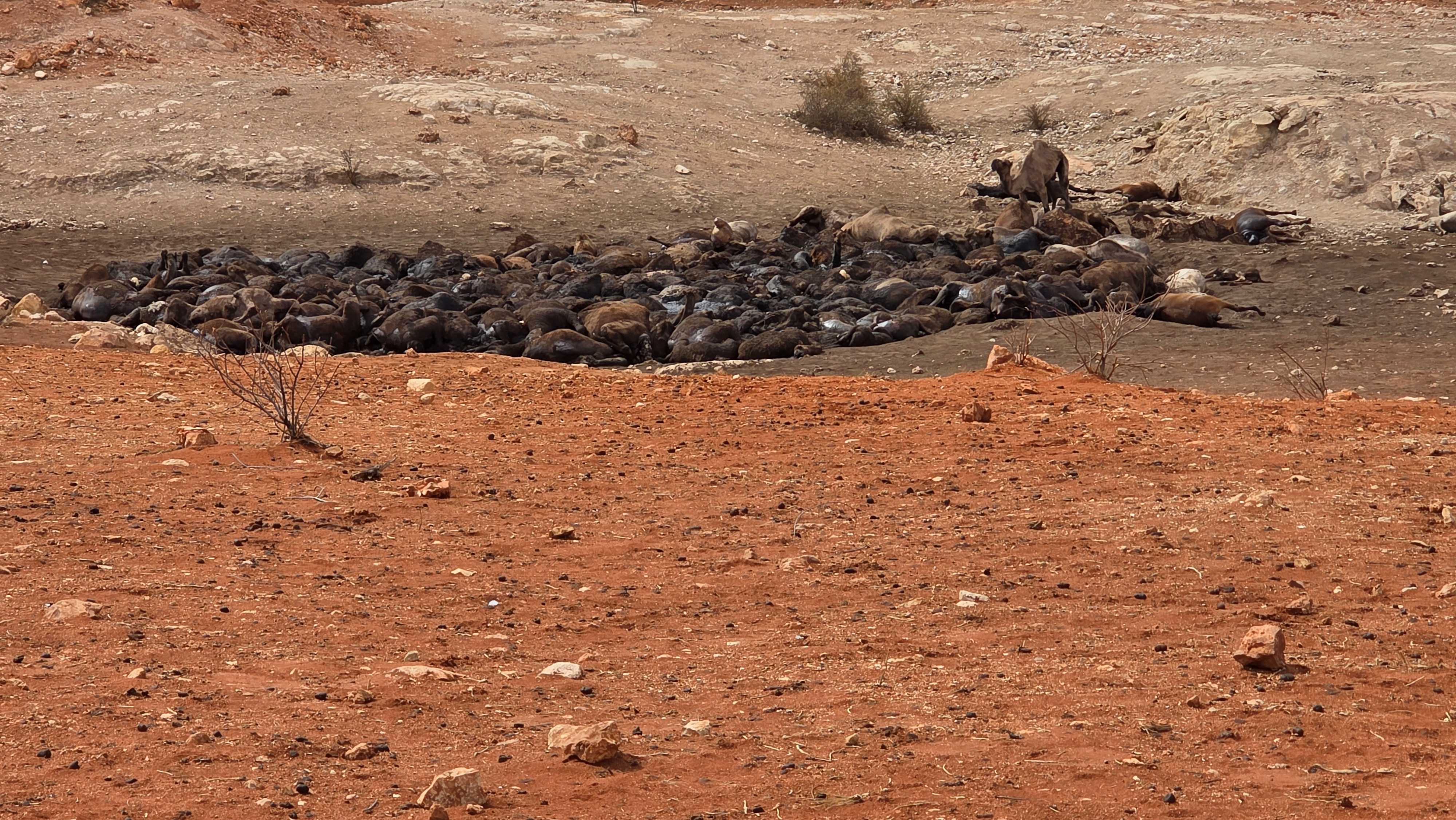 Una masa de cadáveres de camellos en una fuente de agua seca en el interior.
