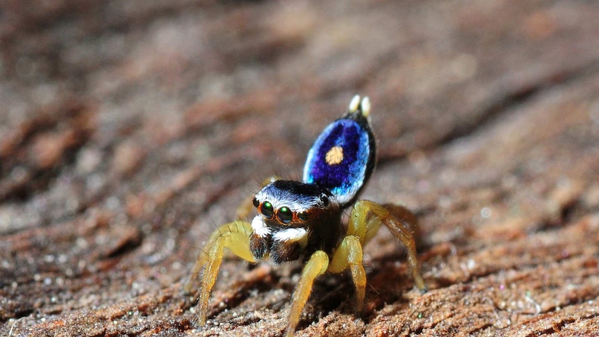 An unnamed peacock spider displaying.