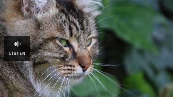 close-up of a cats face with shrubs in the background. Has Audio.