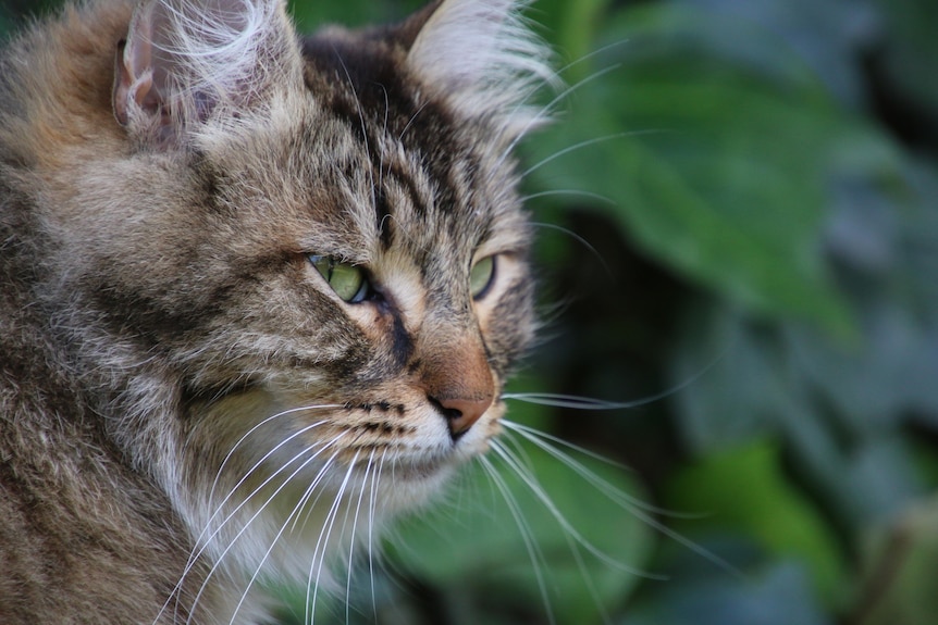 close-up of a cats face with shrubs in the background