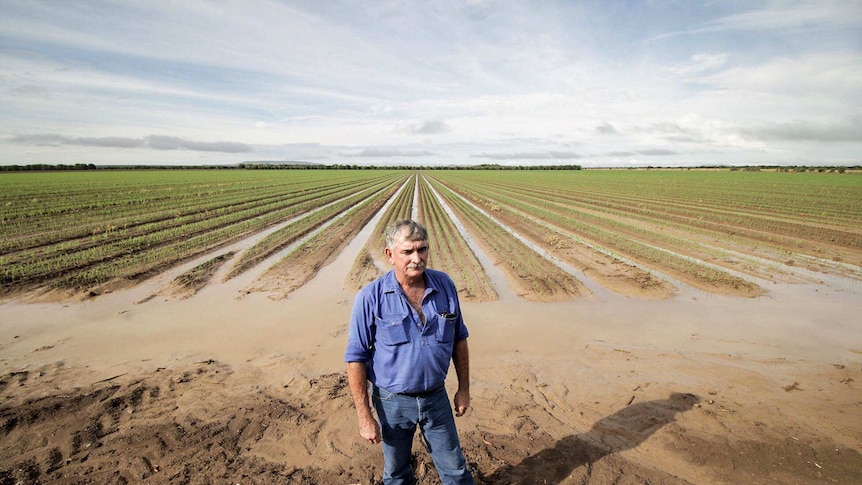 Ord farmer Peter Bagley standing in front of a partially sumerged sorghum crop following heavy rain in Kununurra.