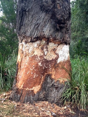 Vandals attack historic Separation Tree