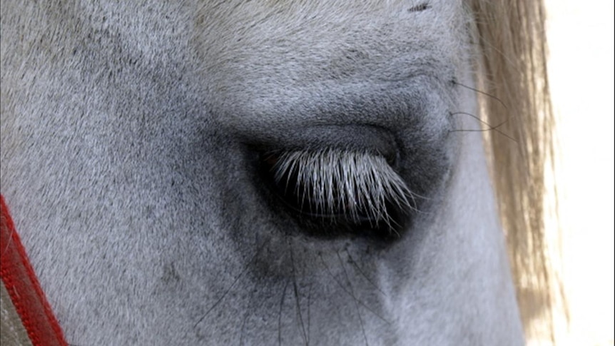 Noddy has beautiful eyes