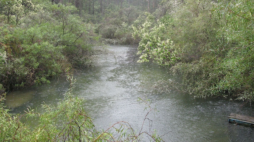 A water catchment with trees surrounding it. 