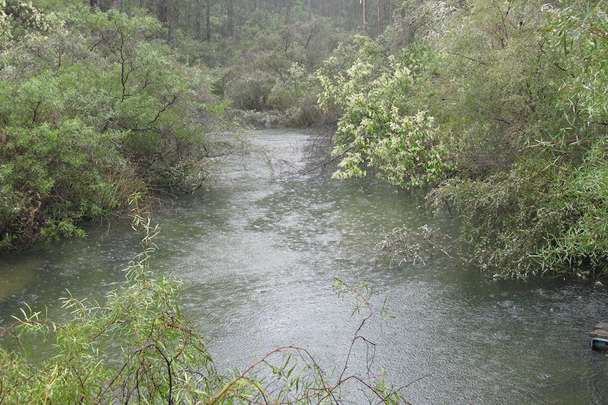 A water catchment with trees surrounding it. 