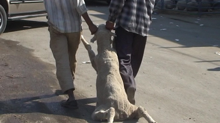 A sheep is dragged by the horns in Kuwait.