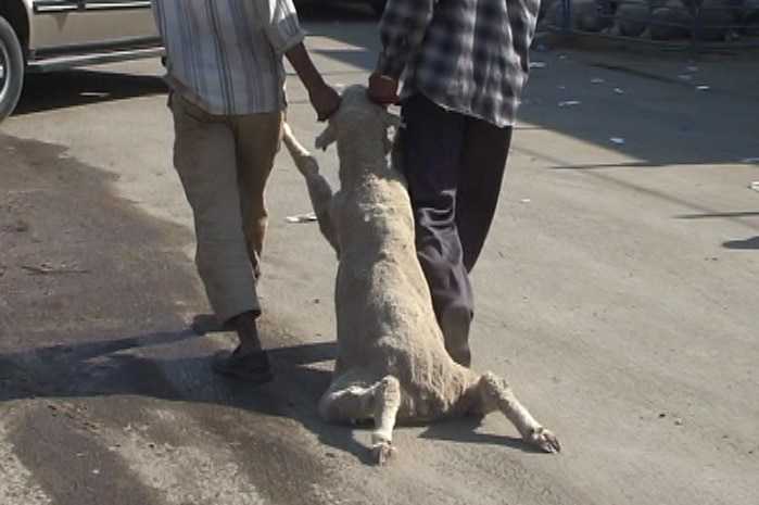 An Australian sheep is dragged along the road after being purchased in Kuwait.