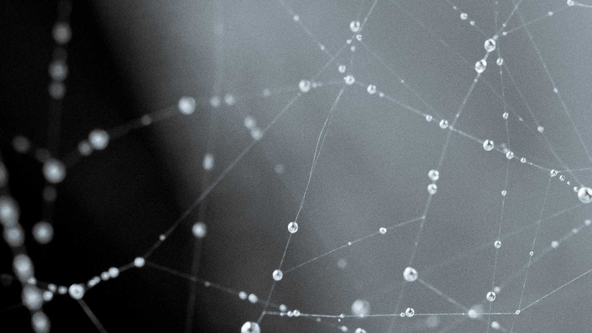A spider's web with droplets caught in it