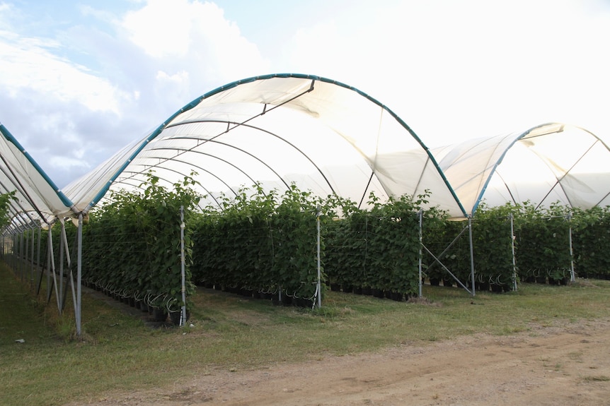 Rows of trellised raspberry plants have domes of shelters over them. 