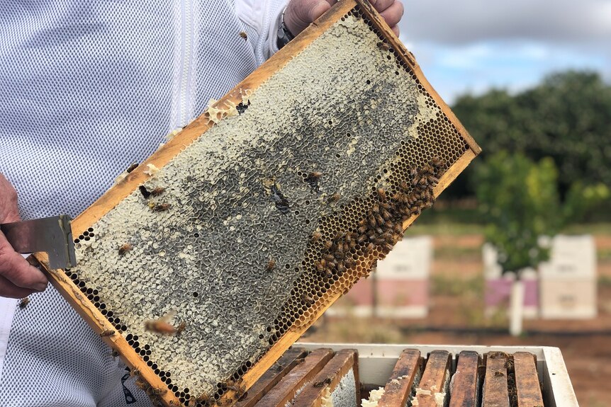 A frame filled with honey and bees.