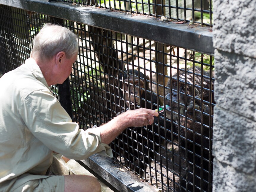 A man squats in front of steel mesh and passes ice blocks through to chimpanzees.