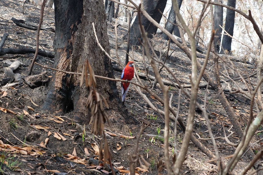 A parrot sits on a tree in a burned out patch of bushland near Sydney. February, 2020.