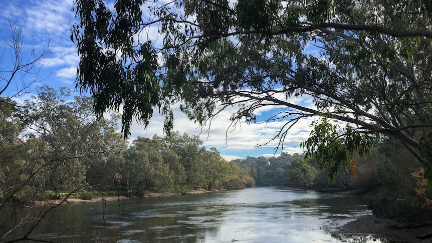 A view from the bank of the Murray River from Albury, with trees hanging over the water.