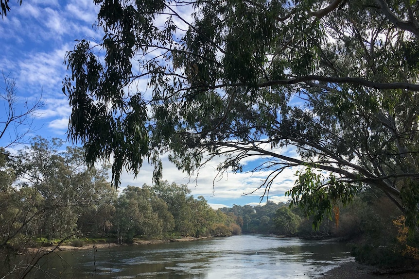 A view from the bank of the Murray River from Albury, with trees hanging over the water.
