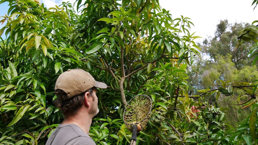 Harvey mango grower Jon Knight