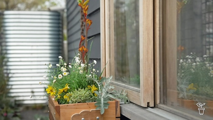 Timber window box filled with flowers and plants