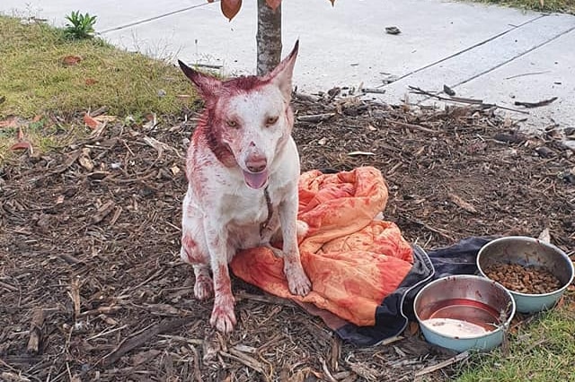 Injured dog tied to tree in Pimpama