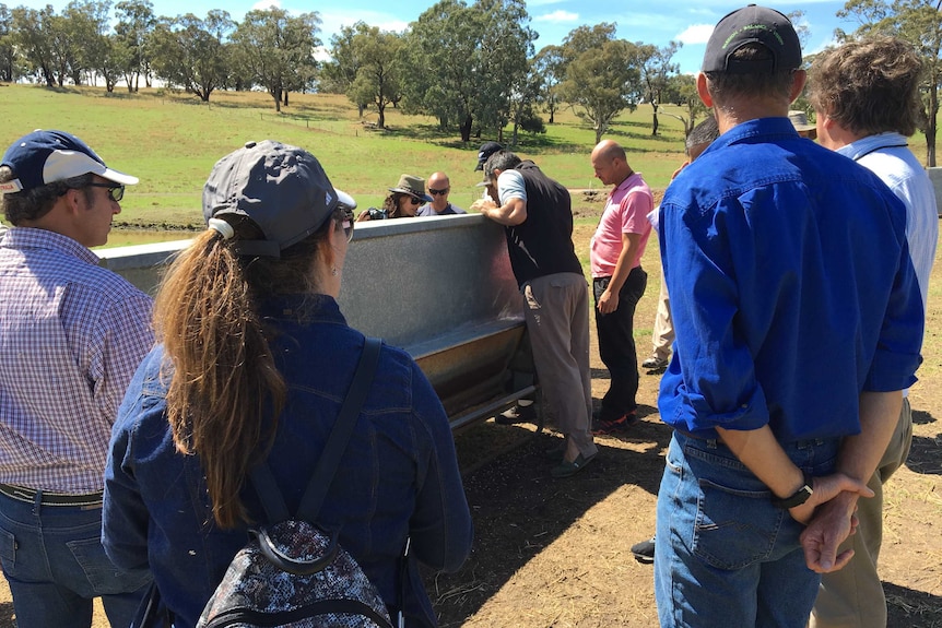 Argentinian beef producers look at feed troughs