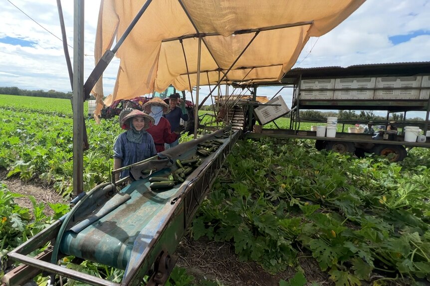 Three farm workers standing next to a tractor surrounded by zucchini plants
