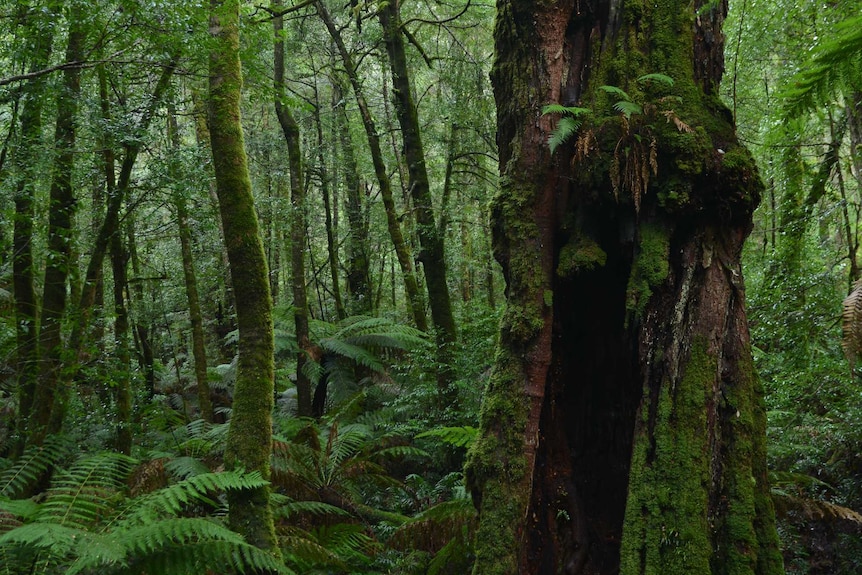 Trees covered in moss and ferns, in a dense forest.