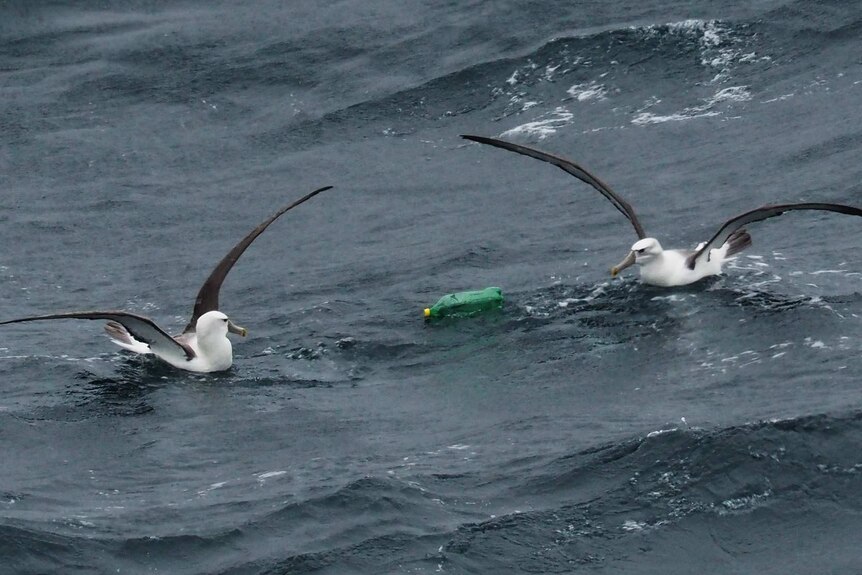 Two albatrosses with plastic soft drink bottle floating in the ocean off Tasmania.
