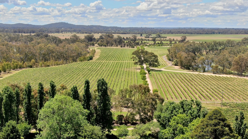 A vast green vineyard as seen from above.