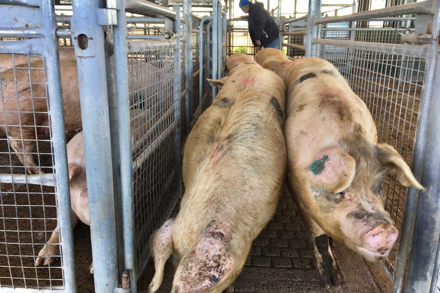A group of pigs walking through a saleyard