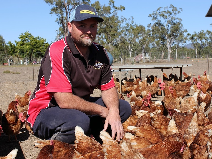 Small scale egg producer