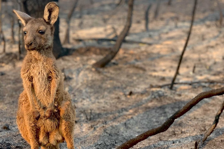 A single joey lost in burnt bushland.