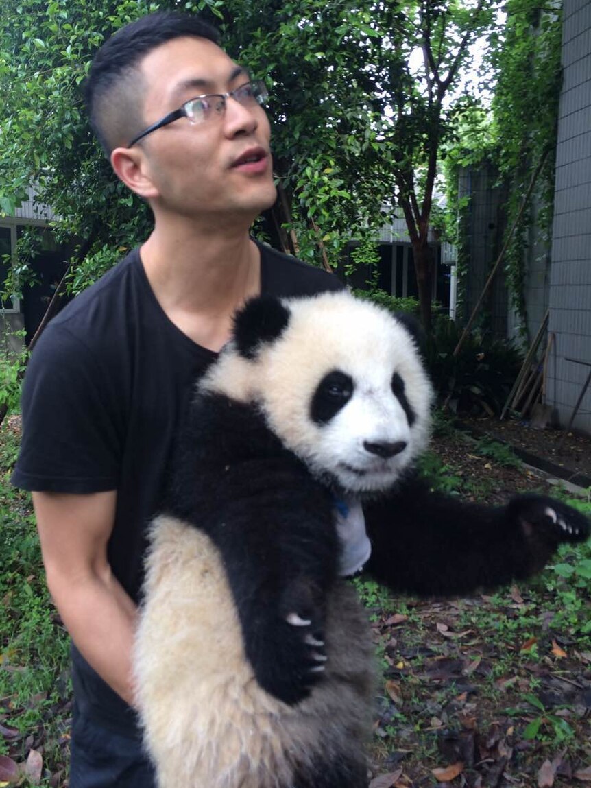 862px x 1149px - Panda porn and speed dating key to species' survival - ABC News