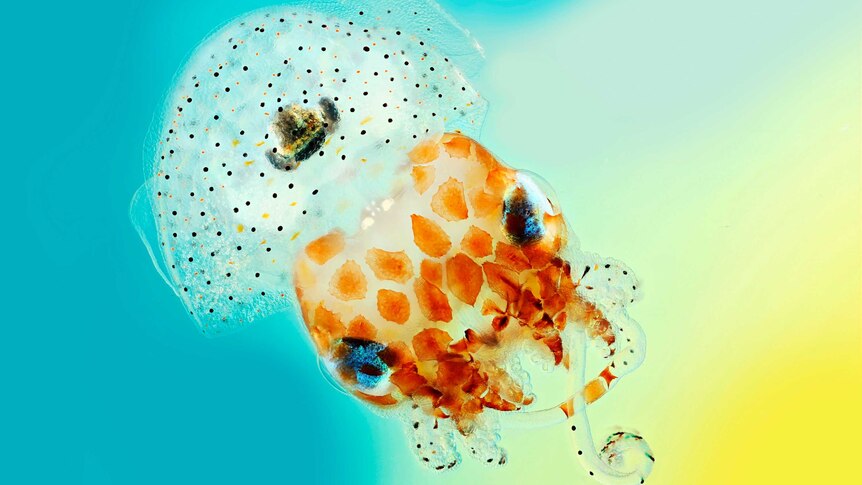 Hawaiian bobtail squid