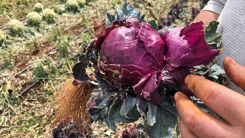 Farmer Caine Nichols holds a damaged red cabbage.