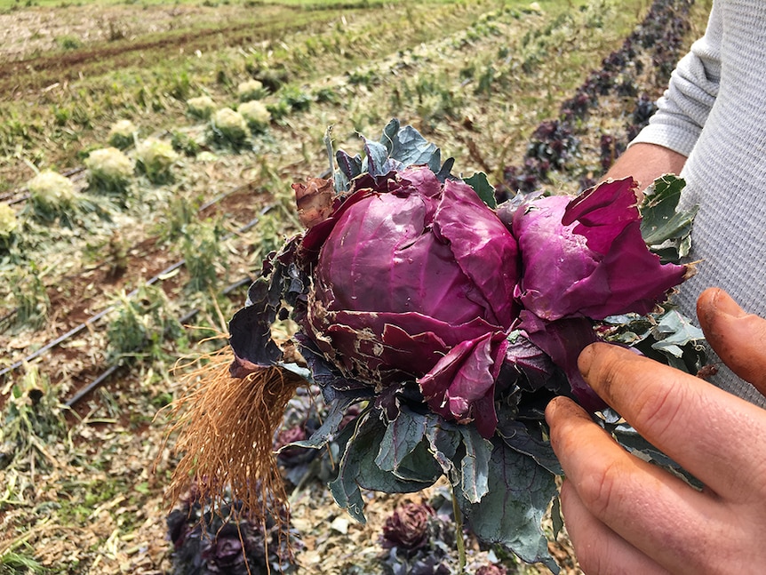 Farmer Caine Nichols holds a damaged red cabbage.