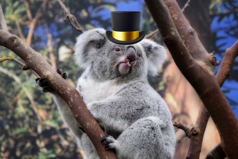 A photo of a koala with a tophat emoji superimposed on its head.