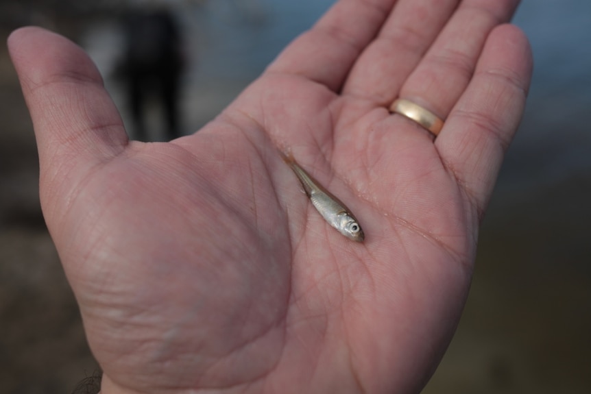 A small fish sitting in the palm of a person's hand. 