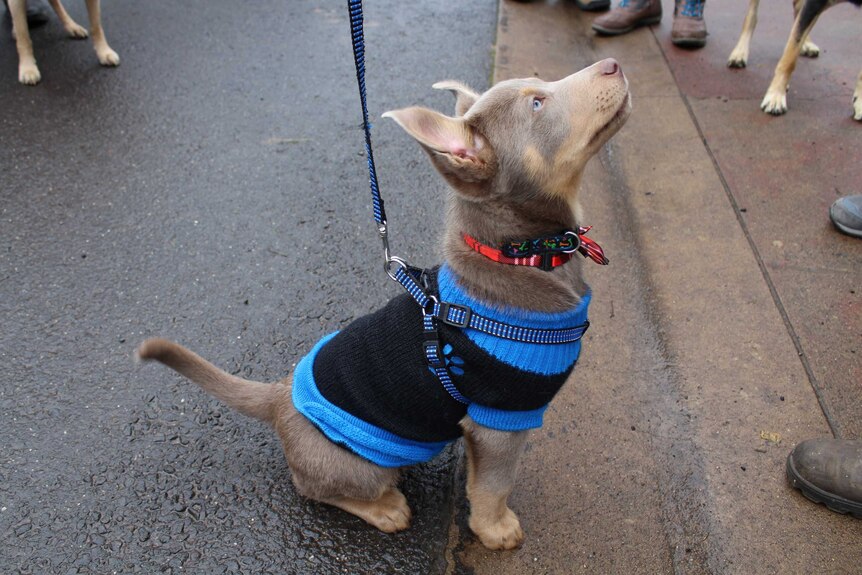A silver kelpie puppy sitting to attention wearing a red tartan collar and a blue and black knitted jumper.