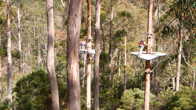 Zip Line