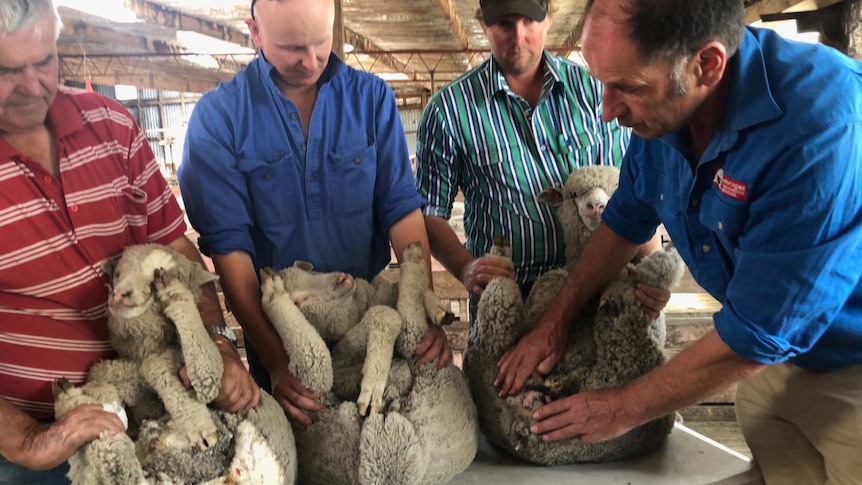 Four men hold three merino lambs on a table for nitrogen mulesing.