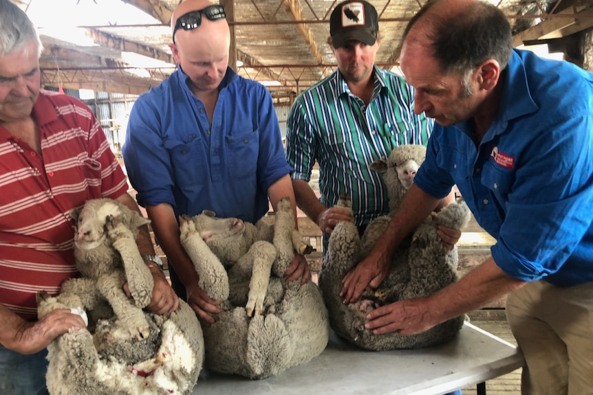 Four men hold three merino lambs on a table for nitrogen mulesing.