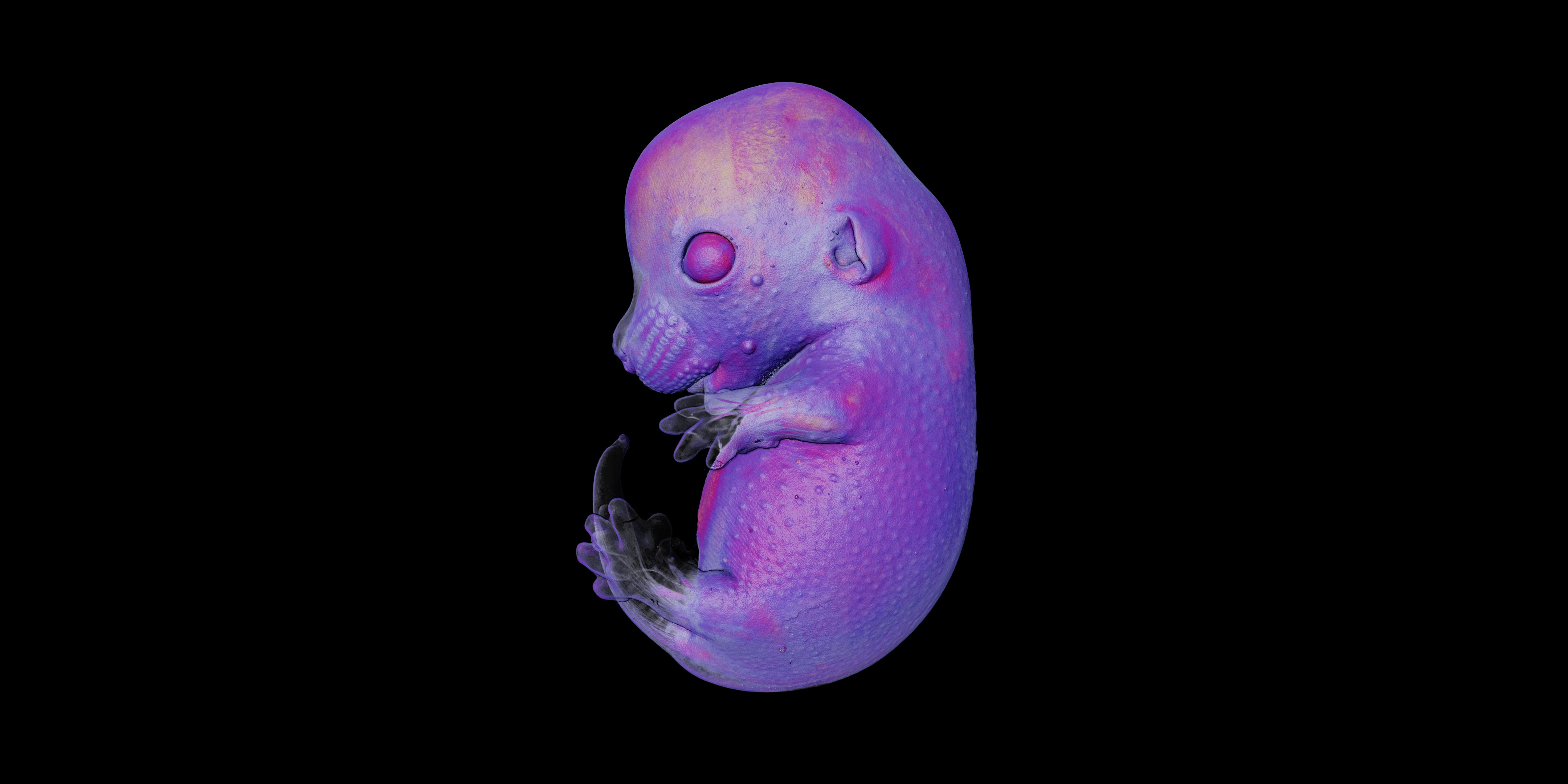 A purple image of a mouse embryo