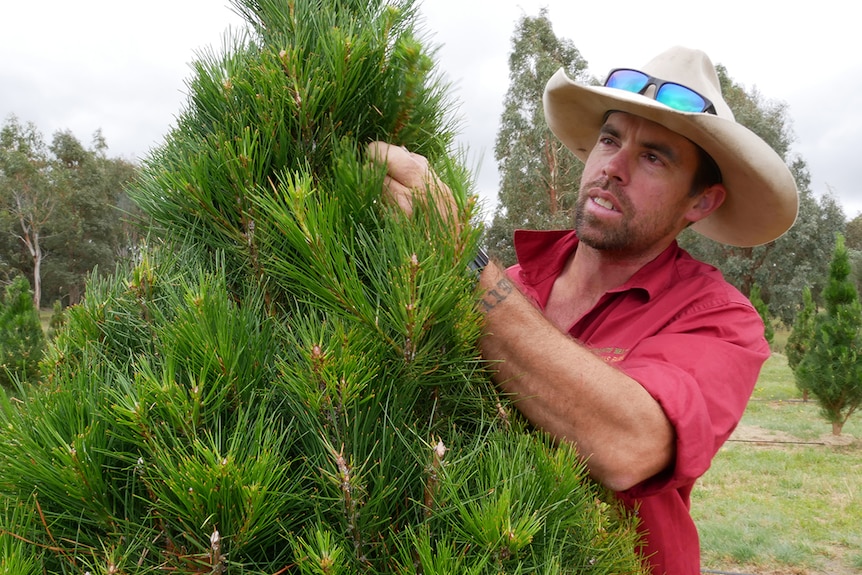 A man prunes a christmas tree in a field