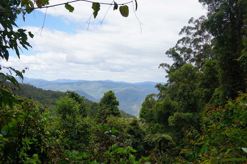 Wide landscape view of a dense green rainforest stretching out to rolling hills.