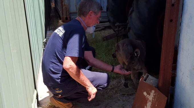 Long-time Yarloop resident Les crouches down to hand feed his pet kangaroo